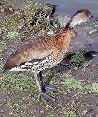 West Indian Whistling Duck