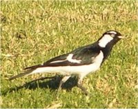 Magpie-lark, Male