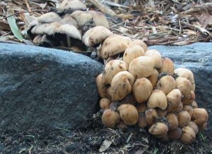 unknown species of fungus, Bundoora Park (Melbourne, .au)