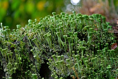 Green lichen close up