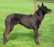 Solid-color chocolate (or red) Kelpie