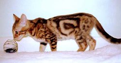 A Bengal kitten, aged 13 weeks