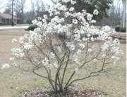 Magnolia stellata at 