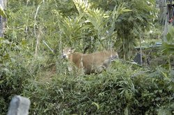 Water Buffalo, Thailand. Image provided by Classroom Clip Art (http://classroomclipart.com)