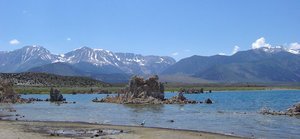 Gull feeding on flies with tufa and Sierra Nevada in background