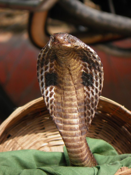 Cobra Species of Asia and Africa