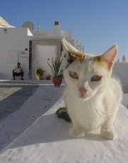 This  cat has light fur and green eyes.