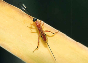 Ichneumon wasp (body size about 15 mm)