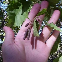 Mountain Alder cones-male