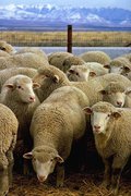 Sheep are commonly bred as livestock.