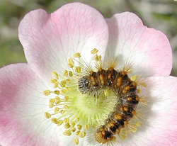 Caterpillar