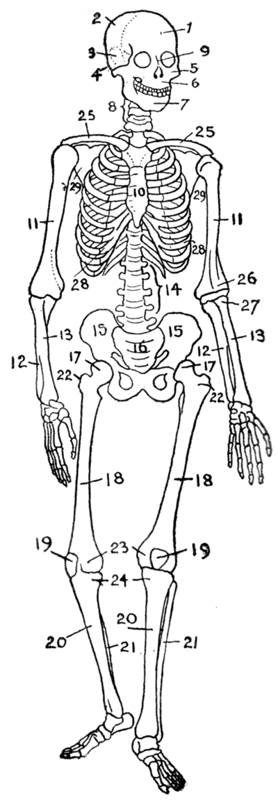 list-of-bones-of-the-human-skeleton-academic-kids