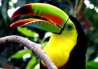 Birds-Bird Species, Adaptations, and Fascinating Facts