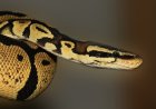 Green Anaconda Facts for Kids – The World’s Heaviest Snake