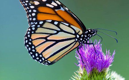 Monarch Butterflies for Kids: Amazing Facts, Life Cycle, and Migration