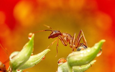 Insects