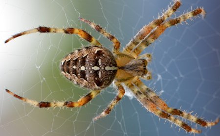 Spiders for Kids: Fascinating Facts, Types, Adaptations, and Fun Activities