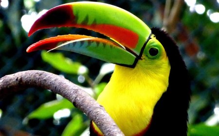 Birds-Bird Species, Adaptations, and Fascinating Facts