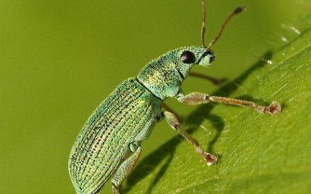 Incredible Insects: The Most Diverse Animals on Earth
