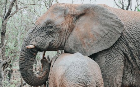 Elephants: Facts, Habitats, Behavior & Conservation – A Complete Guide for Kids