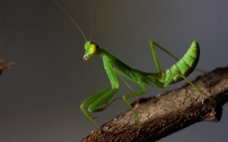 Insects by Habitat: Interactive Quiz