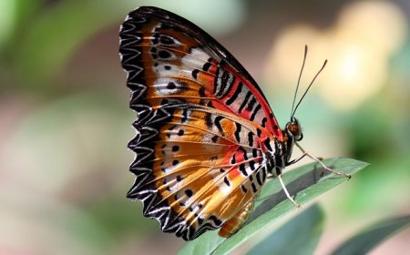 Butterflies and Moths for Kids: Life Cycle, Facts, and Identification Guide