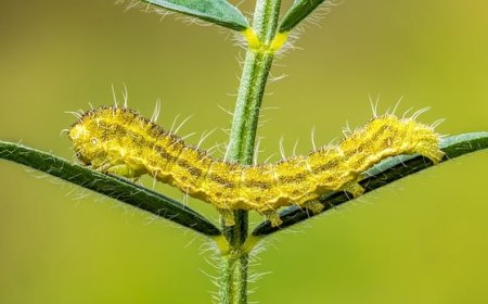 List of insects by habitat