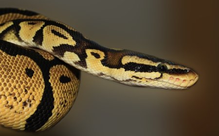 Green Anaconda Facts for Kids – The World’s Heaviest Snake