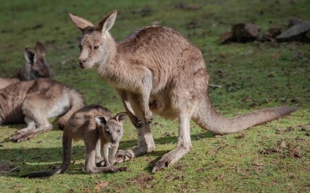 Kangaroo: The Hopping Icon of Australia