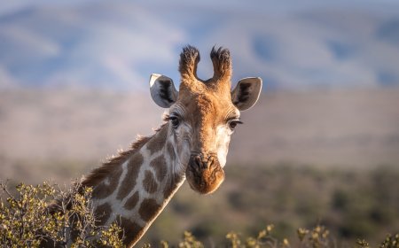 Giraffes: The Towering Giants of the Savanna