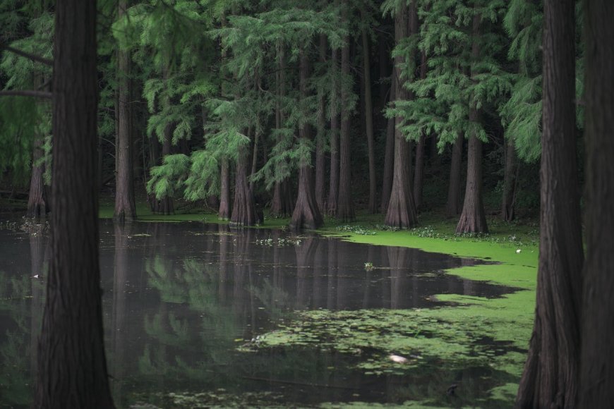 Temperate Forests for Kids: Fun Facts, Seasons, and Why They Matter