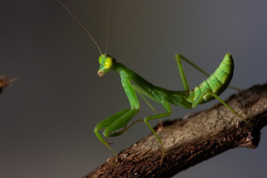 Insects by Habitat: Interactive Quiz - Academic Kids