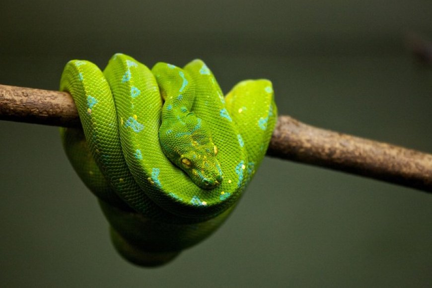 Reptiles