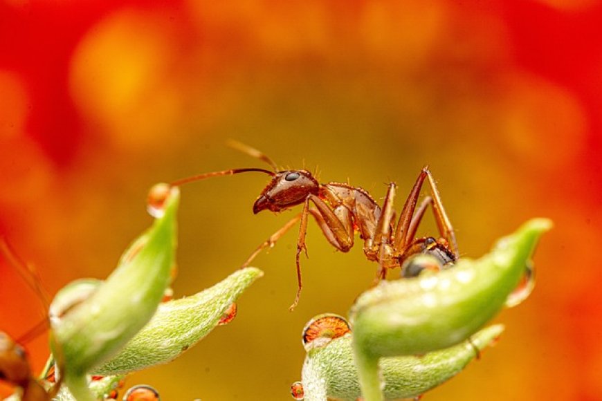 Insects
