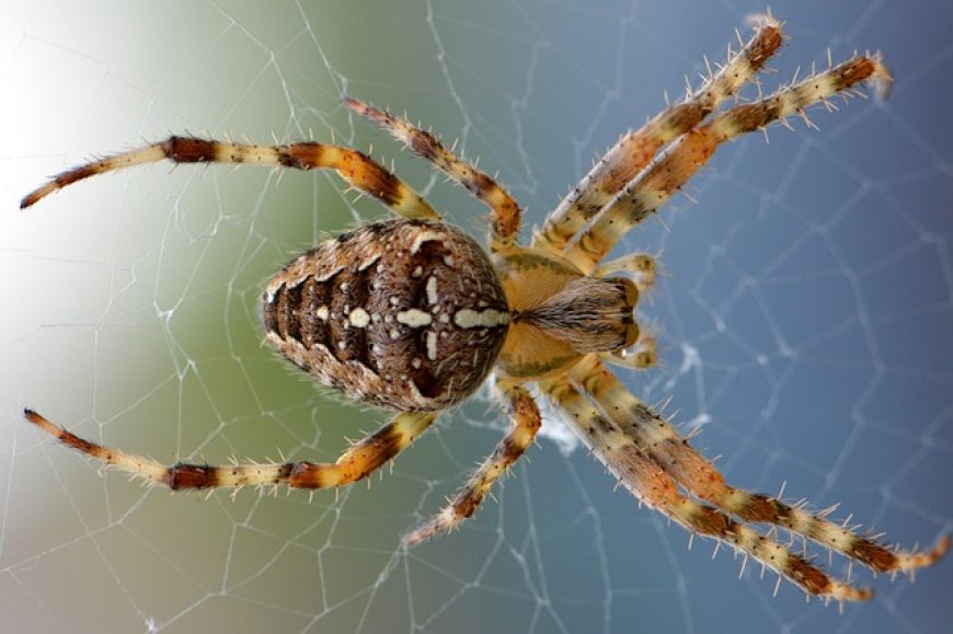 Spiders for Kids: Fascinating Facts, Types, Adaptations, and Fun Activities
