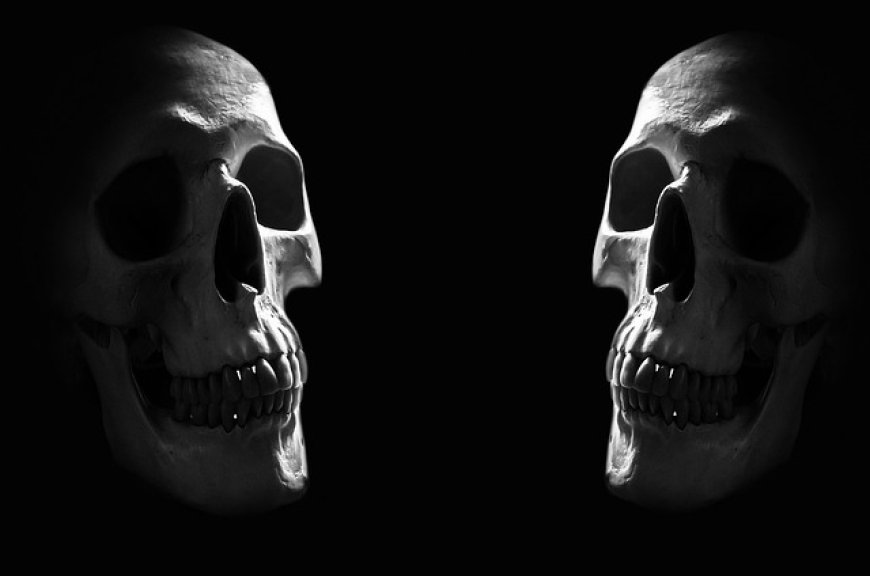The Human Skeletal System for Kids: Bones, Functions, and Fun Facts