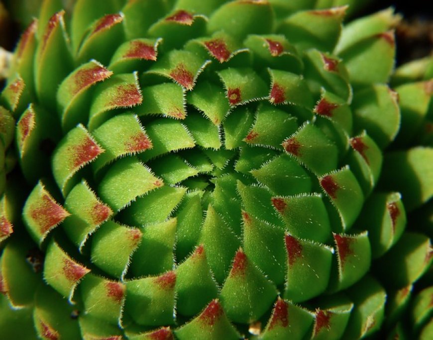 Parts of Plants