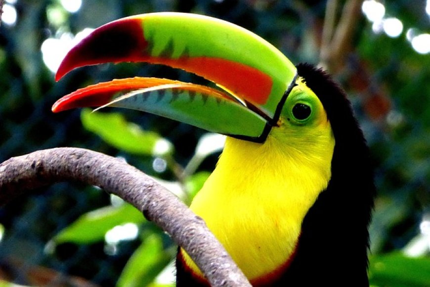 Birds-Bird Species, Adaptations, and Fascinating Facts