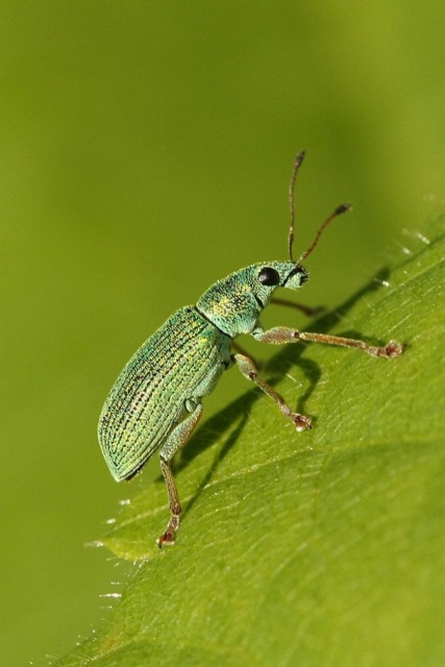 Incredible Insects: The Most Diverse Animals on Earth