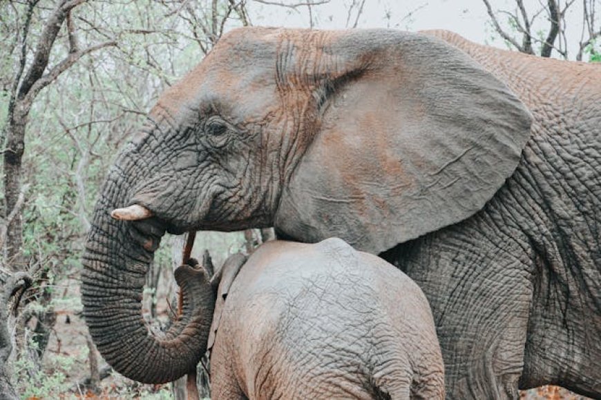 Elephants: Facts, Habitats, Behavior & Conservation – A Complete Guide for Kids