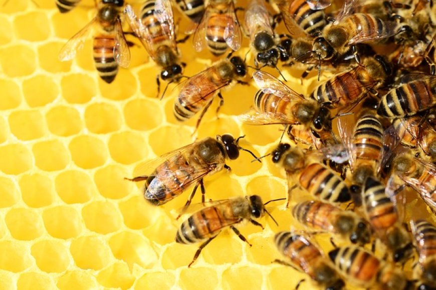 Insecta