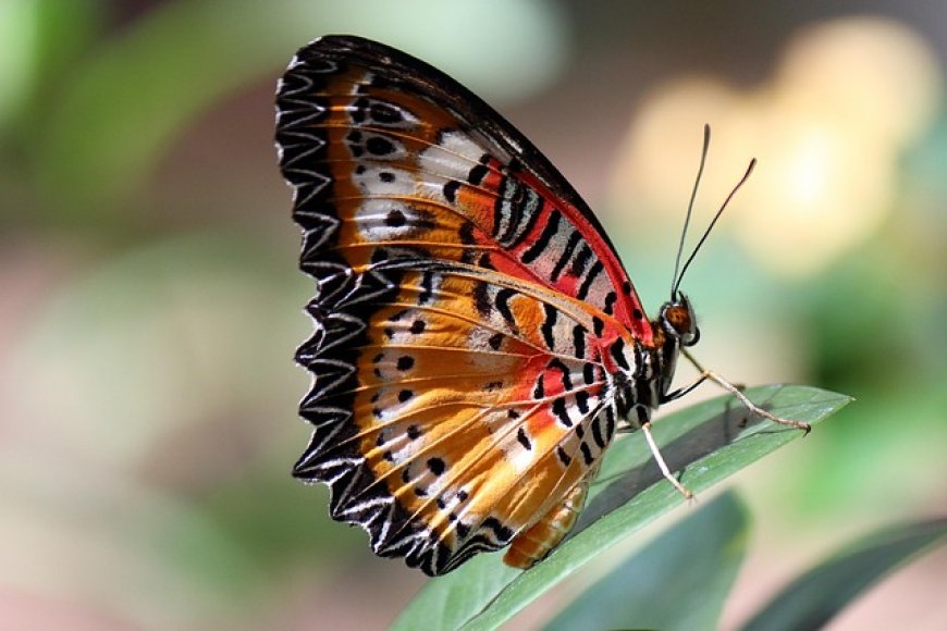 Butterflies and Moths for Kids: Life Cycle, Facts, and Identification Guide