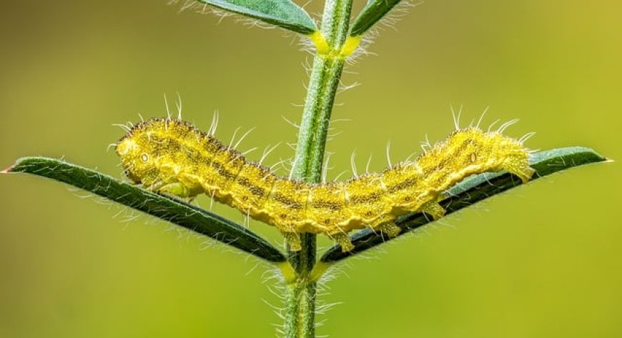 List of insects by habitat