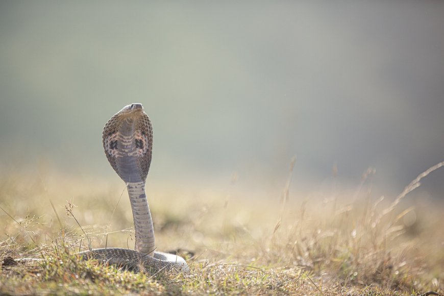 List of Venomous Snakes – Types, Facts, Habitats, and Safety Tips