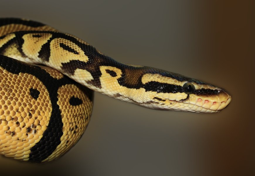 Green Anaconda Facts for Kids – The World’s Heaviest Snake