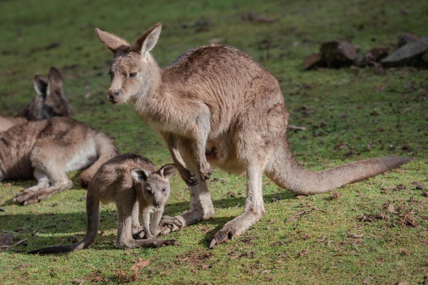 Kangaroo: The Hopping Icon of Australia