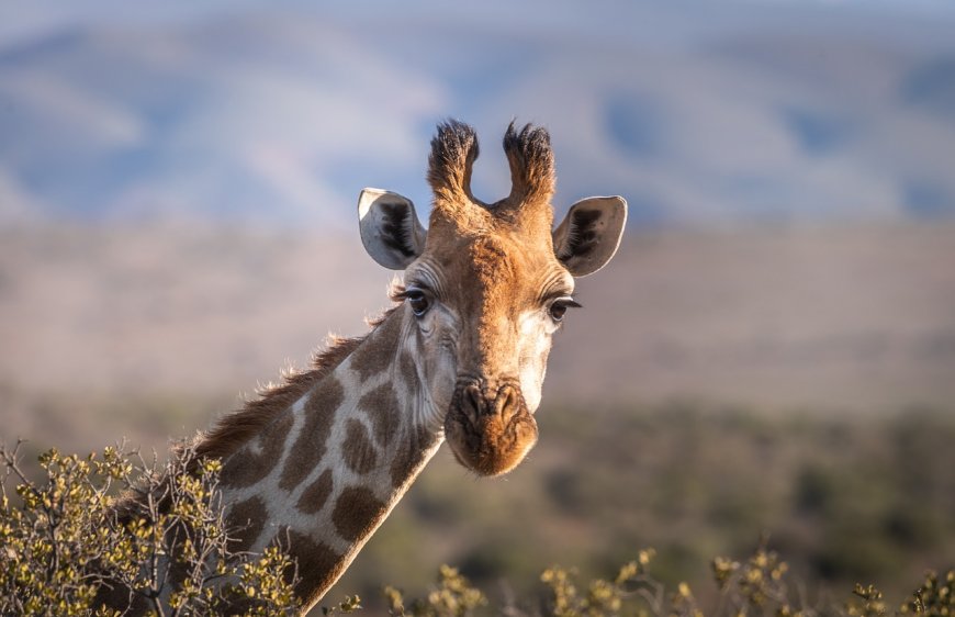 Giraffes: The Towering Giants of the Savanna