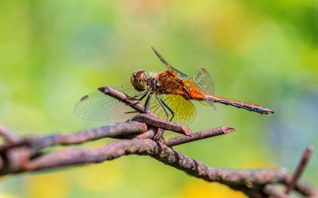 Dragonflies for Kids: Amazing Facts, Life Cycle, and Incredible Flyers