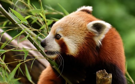 All About Red Pandas for Students: Tree-Dwelling Bamboo Eaters of Asia