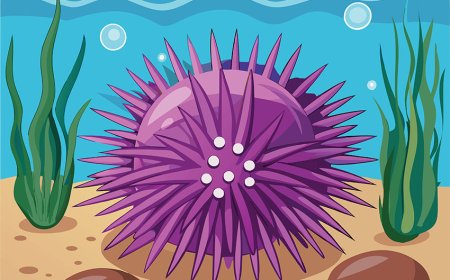 Oceans for Kids: Fun Facts, Zones, and Why They Matter